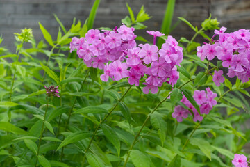 Flowers in the garden. Bright phlox in summer near the house. Tall green stems. Shallow depth of field. Free space for text.
