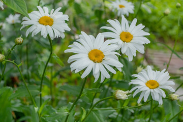 Garden daisies are very large in the garden. Flowers in summer in the park