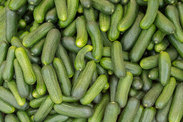 a lot of fresh green cucumbers of the new crop
