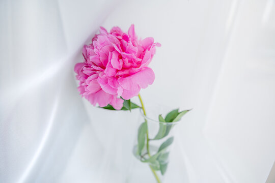 Pink peony on the white table. Minimalistic photo of the interior. White background.