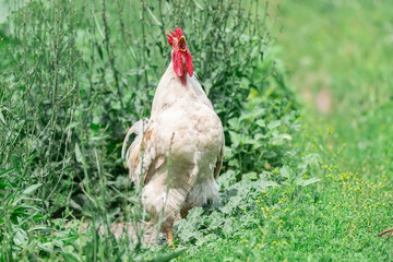 cute rooster crowing on the farm..
