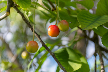 The cherry on the branch ripens in summer. Berries in the garden. Heat. Healthy eating, vegetarianism.