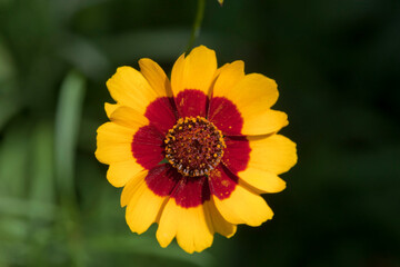 Yellow and red dwarf sunflower wildflower