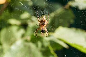 The spider-cross (lat. Araneus) sits in the center of the web and waits for prey caught in the web.