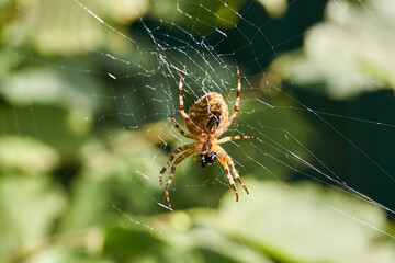 The spider-cross (lat. Araneus) sits in the center of the web and waits for prey caught in the web.