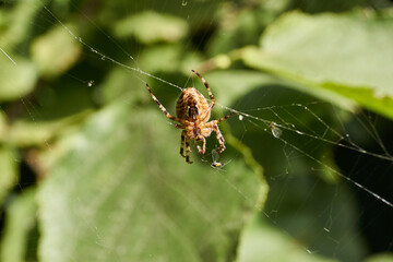 The spider-cross (lat. Araneus) sits in the center of the web and waits for prey caught in the web.