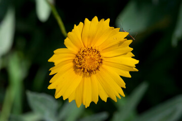Yellow Cosmos Wildflowers Closeup