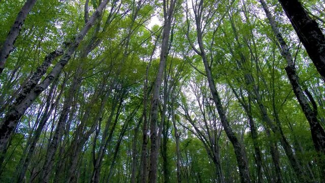 Forest wide angle footage camera moves from ground to the sky with green tall trees and fallen autumn leaves in Igneada Kirklareli Turkey