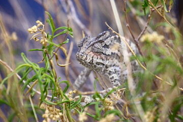 alligator in the grass