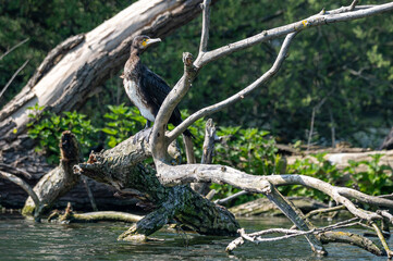 Cormorant, phalacrocorax carbo, perched on a dead tree trunk