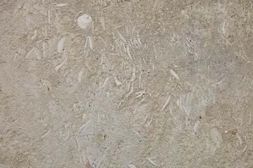 This is a light limestone slab with traces of shells. Shell rock texture. Natural stone background