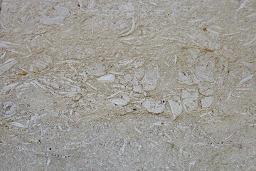 This is a light limestone slab with traces of shells. Shell rock texture. Natural stone background