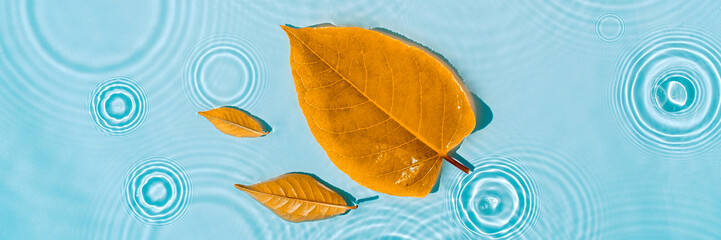 Yellow leaves on blue water with circles and ripples from drops, splashes Natural autumn background