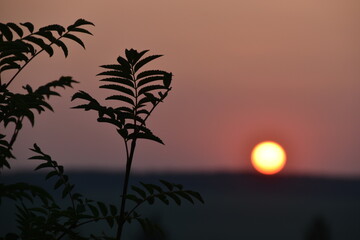 Obraz premium The red ball of the sun on the sunset horizon in the evening and the branches of trees.