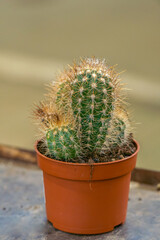 Cactus flower in a pot