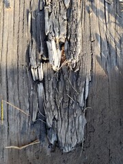 Tablòn de madera dura de Quebracho Blanco de las Pampas Sudamèricanas, con grietas profundas con gajos desprendidos en el centro en punta, forma un original y bello diseño abstracto para fondos