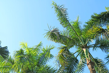 Betel Nut Palm tree foliage against sunny blue sky