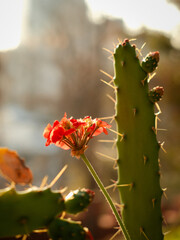  cactus con flor roja Opuntia ficus-indica nopal