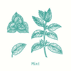 Mint twig with leaves.  Ink black and white doodle drawing in woodcut style