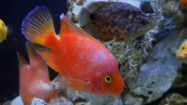aggressive adult blood parrot cichlid in bright orange coloration swim with Malawi mbuna, freshwater hybrid fish in pesudosea stone iwagumi aquadesign aquarium with fake plastic decor, ecology threat