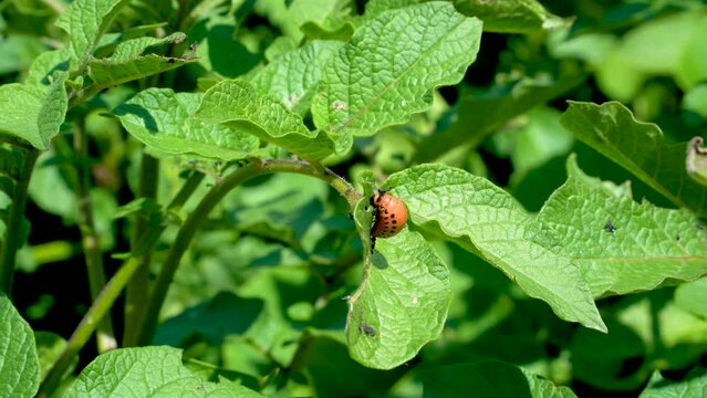 The Colorado potato beetle also known .as the Colorado beetle, the ten-striped spearman, the ten-lined potato beetle or the potato bug, is a major pest of potato crops