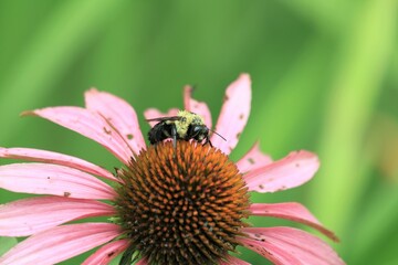 bee on a flower