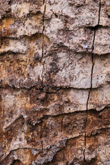The texture of the bark of a tree. Wooden background. Place for text. Pattern