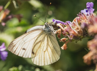 Kohlweißling auf einer Blüte