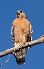 Red Shouldered Hawk Mating Call Left