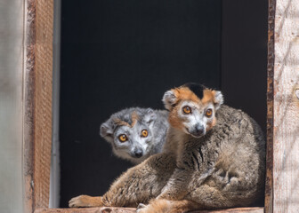 Crowned Lemur, Eulemur coronatus. Family of lemurs, she and he. Watching of animals © Natalia