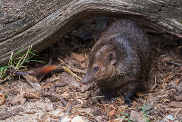Common Cusimanse, Crossarchus obscurus, the long-nosed kusimanse