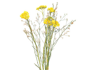Naklejka na ściany i meble Wild field flower with yellow Dwarf everlast flower isolated on white