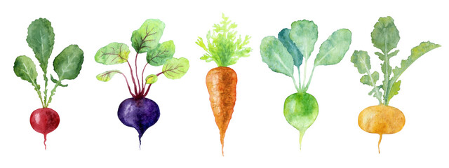 Watercolor set of fresh root vegetables isolated on white background: beet, carrot, radish, radish, turnip
