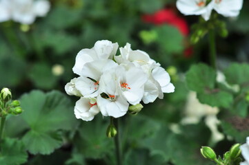 A flower is a system of organs of seed reproduction of flowering (angiosperm) plants.