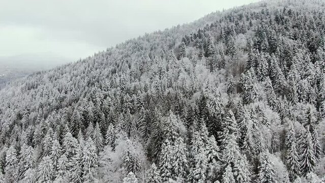 winter aerial view of the pine forests of the Carpathians