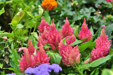 A flower is a system of organs of seed reproduction of flowering (angiosperm) plants.