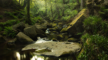 Stream in the forest