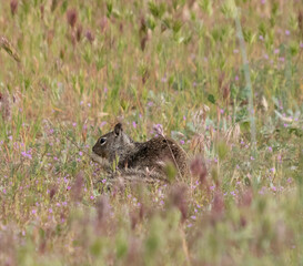Squirrel in Field of Grass and Flowers Tail Curled Eating
