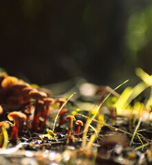 Fototapeta na wymiar Hongos Fujis chilenos pequeños entre el pasto en el bosque con luz del sol de fondo