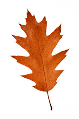 dry autumn brown oak leaf isolate on white background macro