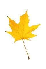 dry autumn yellow maple leaf isolate on white background