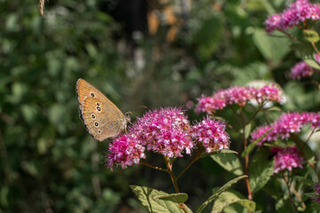 motyl na kwiatku w lato © Krzysztof