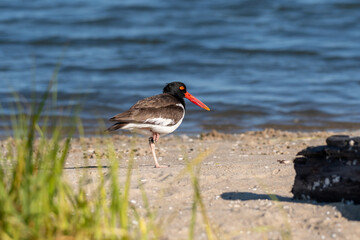An American Oystercatcher standing on one leg and looking back towards the camera on Assateague Island in Virginia. 