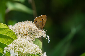 motyl na białym kwiatku © Krzysztof