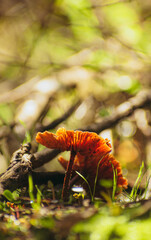 Hongo fuji naranjo chileno en el bosque con luz del sol de fondo desenfocado