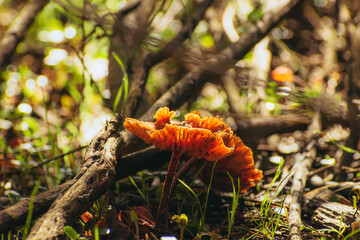Hongo fuji naranjo chileno en el bosque con luz del sol de fondo desenfocado