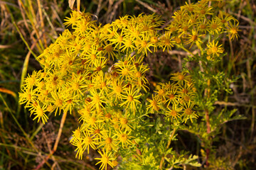 Close up of Ragwirt Flowers
