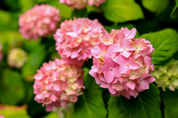 Pink Hydrangea flowers bush in a garden wallpaper, flower greeting card, floral pattern
