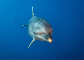 Dolphin in blue