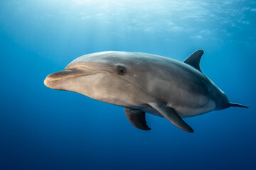 Obraz na płótnie Canvas Dolphin in blue